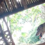 KANTUTAN vlog kami muna ni brownie habang wala tao sa kubo