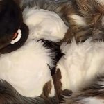 Furry Hyena girl gets fucked hard in fursuit Onlyfans preview